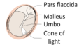 Eardrum