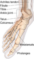 Foot Anatomy