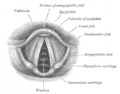 Anatomical diagram of the human voice apparatus