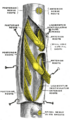 Spinal nerve