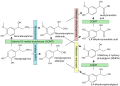 Breakdown of noradrenaline involving aldehyde dehydrogenase.