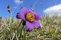 Pasque Flower (Pulsatilla vulgaris)