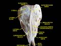 Ophthalmic nerve