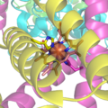 Succinate Dehydrogenase Haem Group