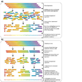 Whole Genome Shotgun Sequencing versus Hierarchical Shotgun Sequencing