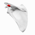 Animation of acromial angle of left scapula