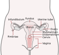 Endometrium