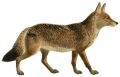 Dogs, jackals, wolves, and foxes (Plate XI)