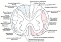 Cross-section of the spinal cord