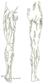Illustration of the sacral plexus and its branches