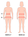 Illustration of waist-to-hip ratio