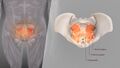 3D Medical Animation of Levator Ani structure