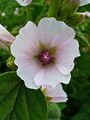 Althaea officinalis