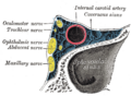 Diagram of the cranial nerves