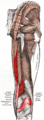 Semimembranosus muscle