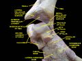 Malleolus
