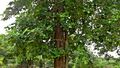 Red sandalwood tree at IG Zoo Park in Visakhapatnam