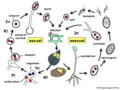 Life cycle, Phytophthora infestans on potato