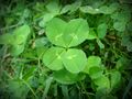 Four-leaf clover