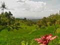 Paddy field