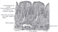 Detailed view of the different types of lingual papillae.