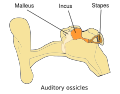 Malleus