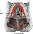 Ischiocavernosus muscle in female