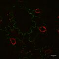 MP-30 GFP