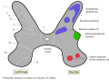 Medulla spinalis - Substantia grisea - English