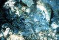 Stromatolite