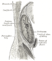 Gray's Anatomy Plate 1125