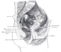 Labia