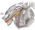 Gray's Anatomy illustration of the axillary sheath