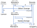 Hybrid origins of orange