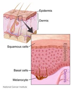 Skin layers