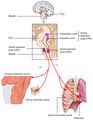 Respiratory centers of the brain