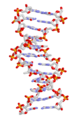 ADN static