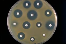 Bacterial lawn