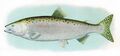 Humpback Salmon Adult Male
