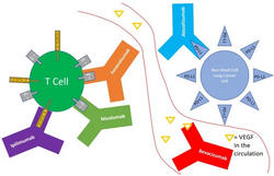 Monoclonal antibodies used in the treatment of non small cell lung cancer and their mechanism of action