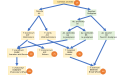 Polyploid wheat origins