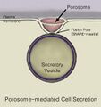 Porosome