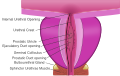 Prostatic urethra