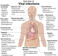 Viral infections and involved species