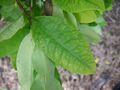 Entheogen