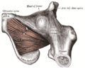 Gray's Anatomy illustration 436