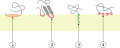 Monotopic membrane protein