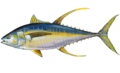 Thunnus