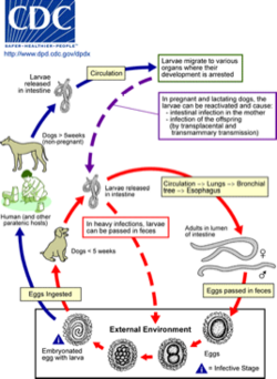 Toxocara canis lifecycle