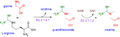 Creatine Synthesis